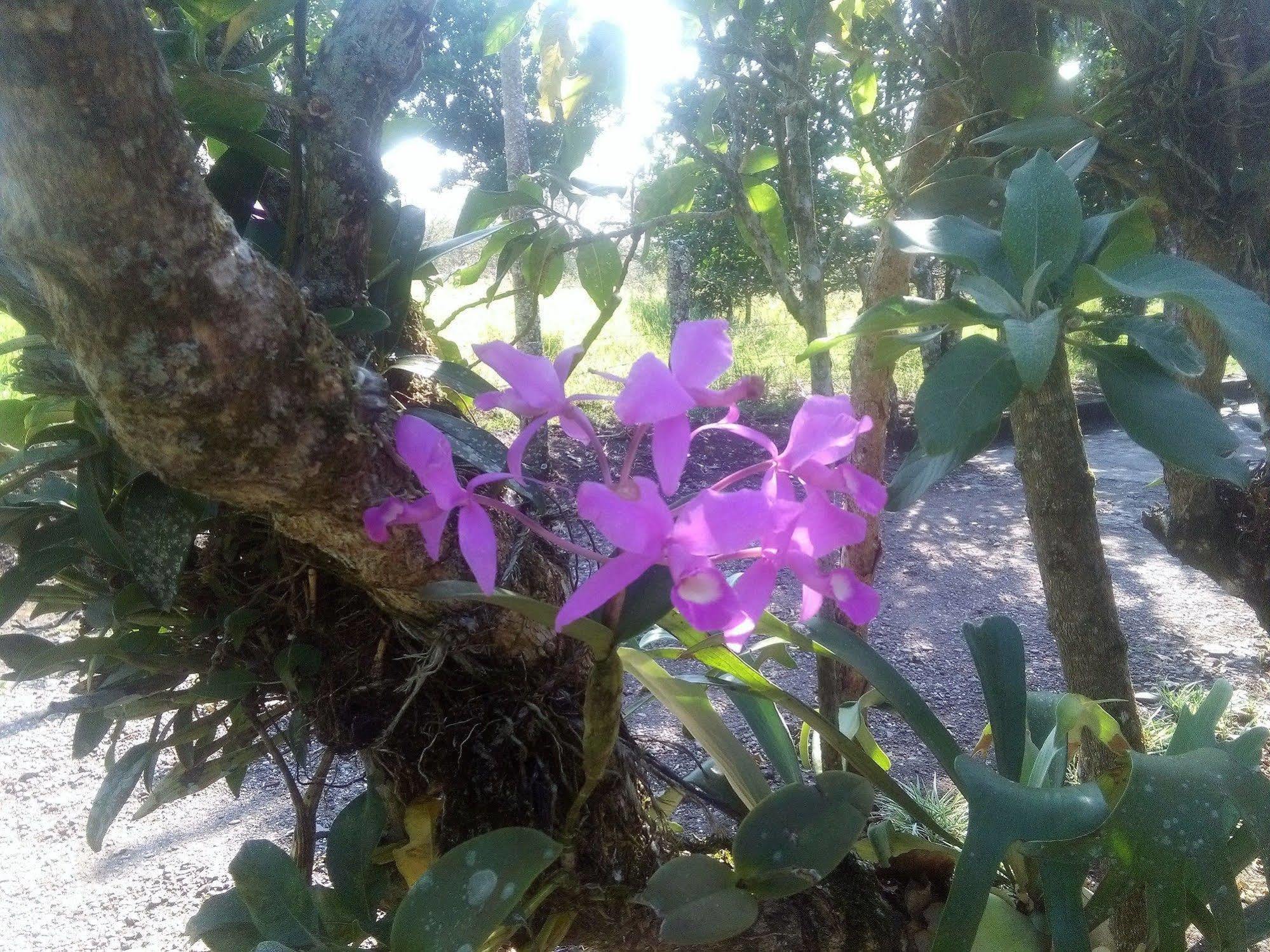Paraiso Volcano Lodge Guayabo  Exteriér fotografie
